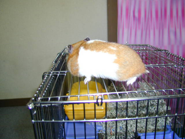 ǂ