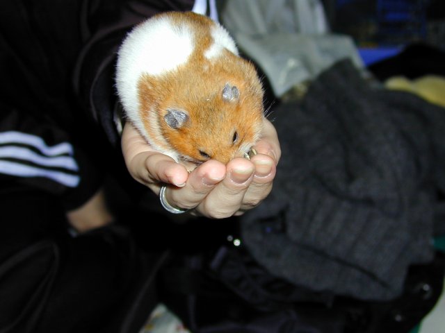 ɂȂ