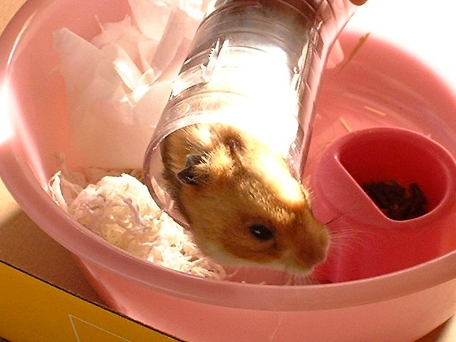 Ȃɂ邩ȁH