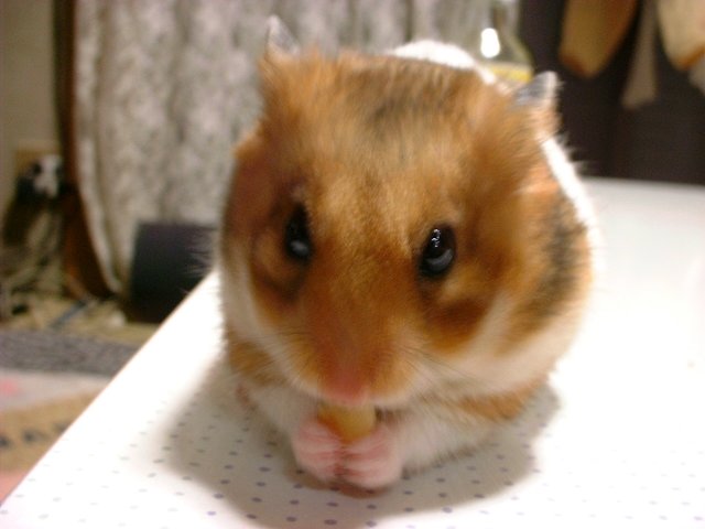 ɂ`