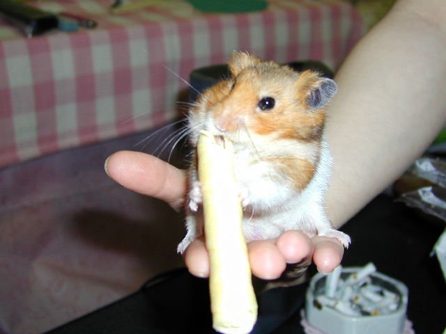 ȂȂ
